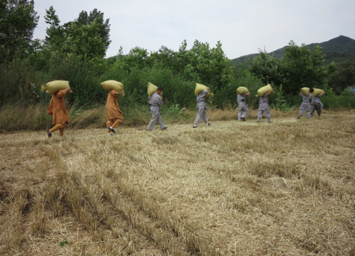 少林武僧進田間收果實 少林武僧進田間收果實