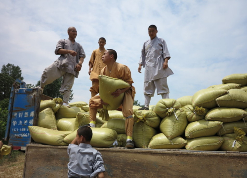 少林武僧進田間收果實 少林武僧進田間收果實