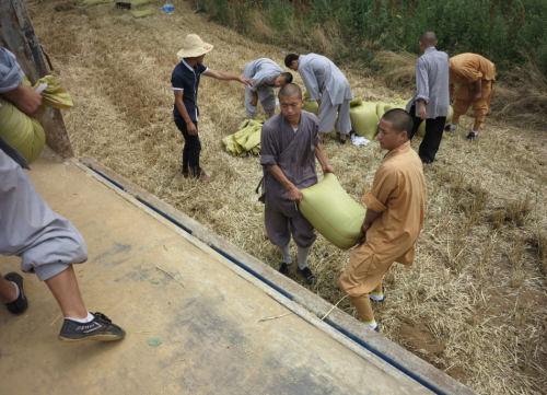 少林武僧進田間收果實 少林武僧進田間收果實