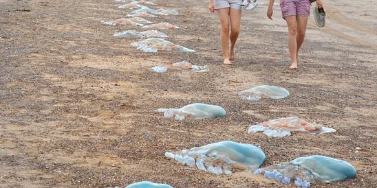 英國西南海岸現大量巨型水母 英國西南海岸現大量巨型水母