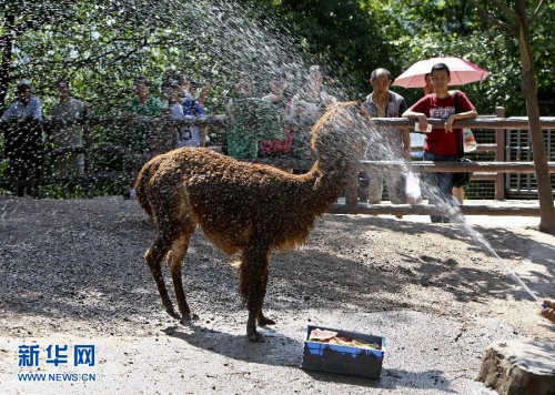 重慶發布高溫預警 動物享受