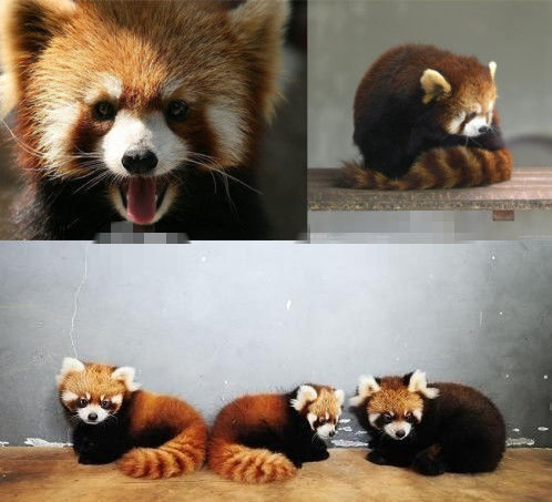 網(wǎng)友猜測三只小浣熊寓意歐弟老婆懷孕。 網(wǎng)友猜測三只小浣熊寓意歐弟老婆懷孕。