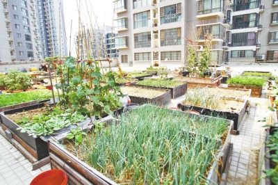 小區3層商鋪的樓頂是個大平臺,個人圍起來的“小菜園”約有50多個。 小區3層商鋪的樓頂是個大平臺,個人圍起來的“小菜園”約有50多個。