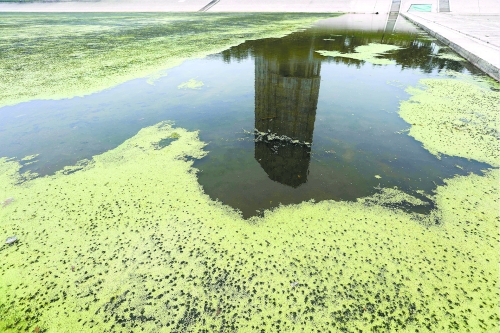 幾近干涸、臭氣熏天、長滿水草的東風(fēng)渠,已不見往日容顏 記者 侯建勛/攝 幾近干涸、臭氣熏天、長滿水草的東風(fēng)渠,已不見往日容顏 記者 侯建勛/攝