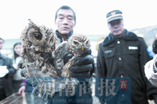 鄭州女子販鷹被查 舉報鄰居是“販鷹大戶”遭對方回擊 鄭州女子販鷹被查 舉報鄰居是“販鷹大戶”遭對方回擊