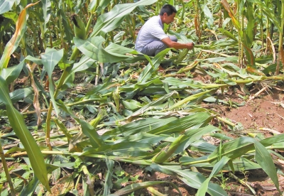 甕峪村一莊稼地,被野豬糟蹋的玉米。 甕峪村一莊稼地,被野豬糟蹋的玉米。