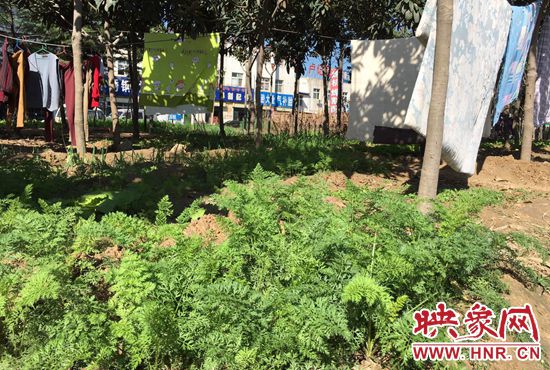 西四環中原路交叉口,大片生態廊道被毀,變成私家菜園。 西四環中原路交叉口,大片生態廊道被毀,變成私家菜園。