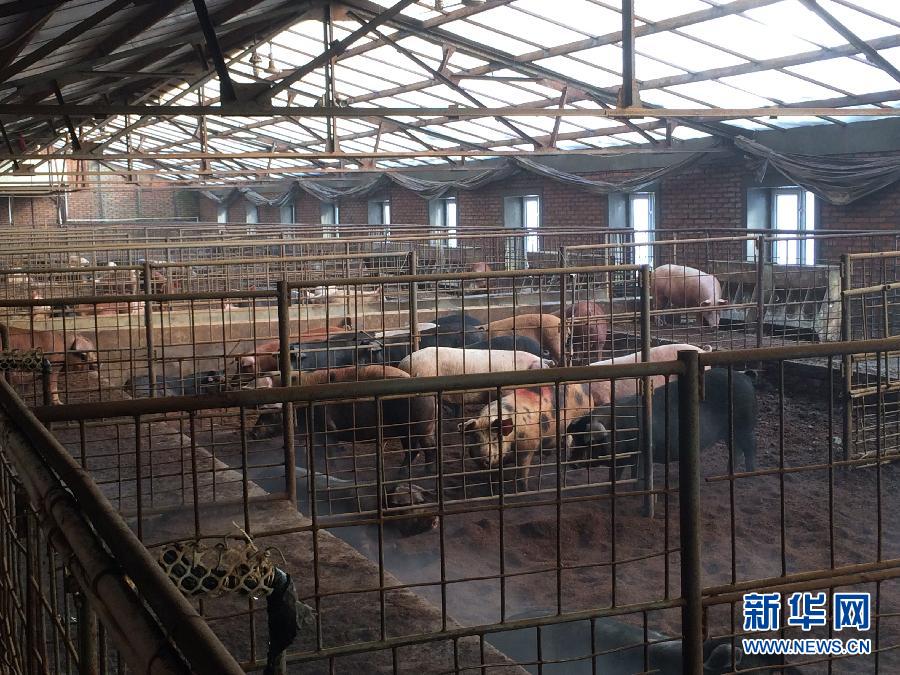 穗豐園里的豬舍（2013年12月8日攝）。新華社記者 程子龍 攝