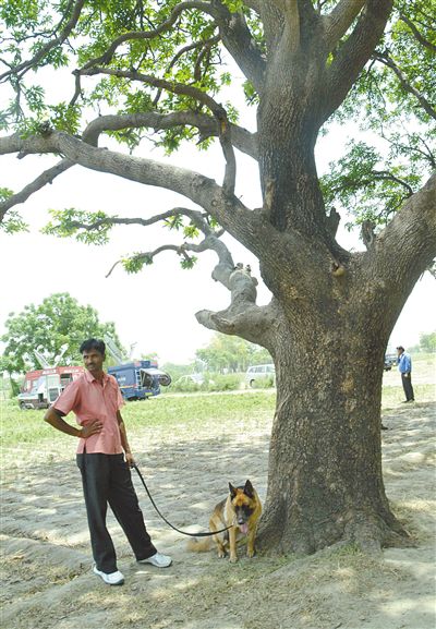 兩名少女在這棵樹上被吊死。