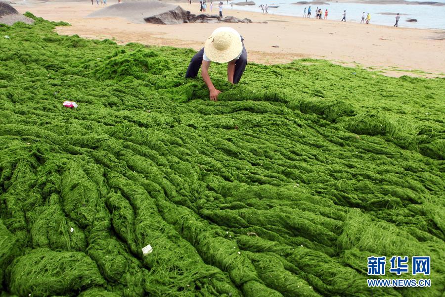 6月10日，山東日照市萬平口景區管理部門組織工作人員在清理海灘上的滸苔。