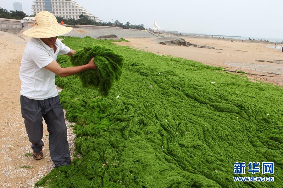 6月10日，山東日照市萬平口景區管理部門組織工作人員在清理海灘上的滸苔。