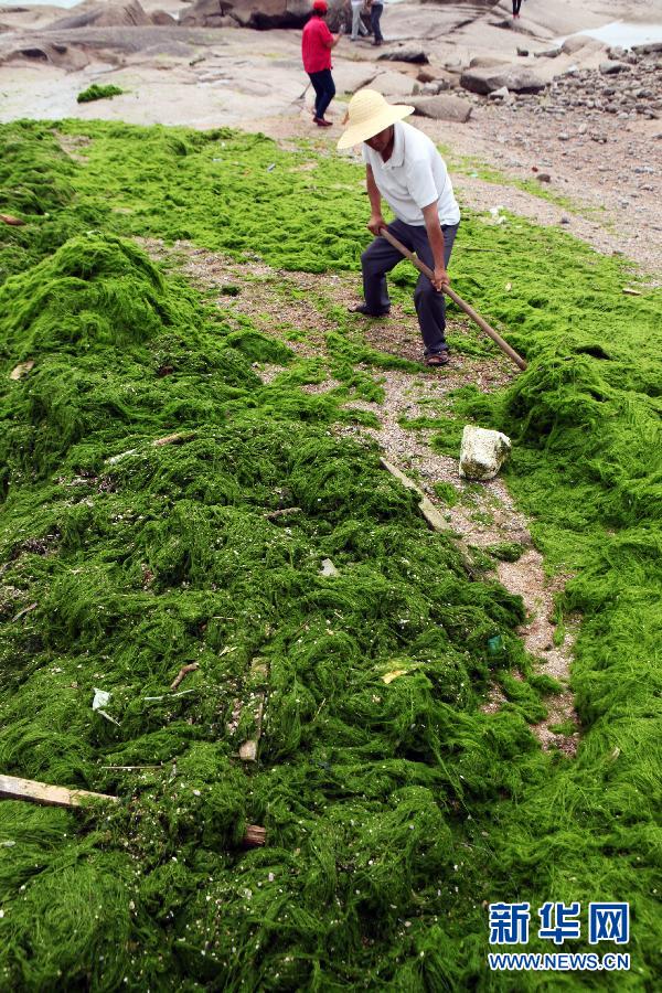 6月10日，山東日照市萬平口景區管理部門組織工作人員在清理海灘上的滸苔。