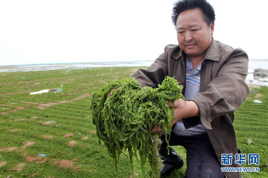 6月10日，在江蘇省連云港市贛榆縣海州灣旅游度假區，一名漁民在展示清理的滸苔。