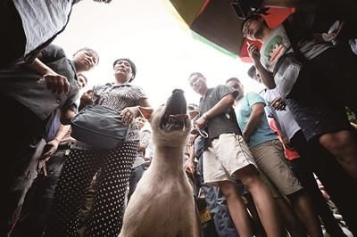 一只狗被動保人士與狗販子圍在中間,等待兩方的討價還價后決定去向 一只狗被動保人士與狗販子圍在中間,等待兩方的討價還價后決定去向