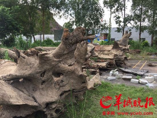 廣東警方回應暫扣漁民所撈疑似烏木:依法依規 廣東警方回應暫扣漁民所撈疑似烏木:依法依規