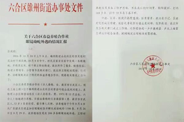 交匯點(diǎn)10月10日消息, 10日晚上,一則消息在南京人的朋友圈和微信群里瘋傳,網(wǎng)傳消息稱:六合雄州街道山北村一個(gè)農(nóng)莊私自養(yǎng)眼鏡蛇,幾天前突然跑出來了,估計(jì)二三百條。交匯點(diǎn)記者向六合區(qū)委宣傳部相關(guān)人士求證,證實(shí)了此事確實(shí)發(fā)生。