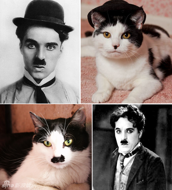 不小心就撞臉了！盤點動物界的明星相