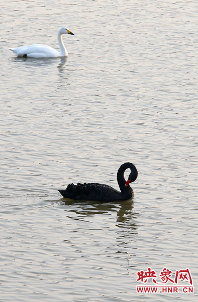 黑白呼應 黑白呼應