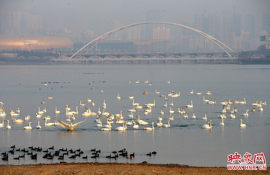 成群的天鵝棲息在湖內 成群的天鵝棲息在湖內