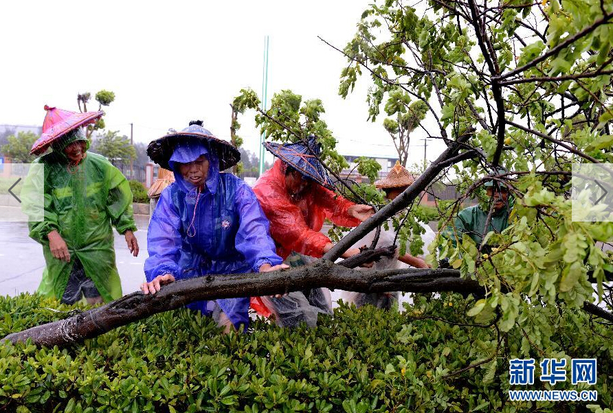  8月8日，工人在福建省石獅市公路邊清理被大風吹倒的樹木。