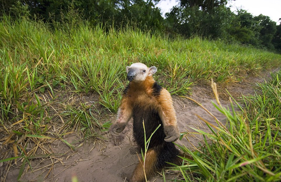 這頭食蟻獸站起來是想在車前顯得自己更高大一點。(網頁截圖) 這頭食蟻獸站起來是想在車前顯得自己更高大一點。(網頁截圖)