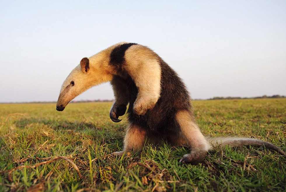 勇敢的食蟻獸。(網頁截圖) 勇敢的食蟻獸。(網頁截圖)