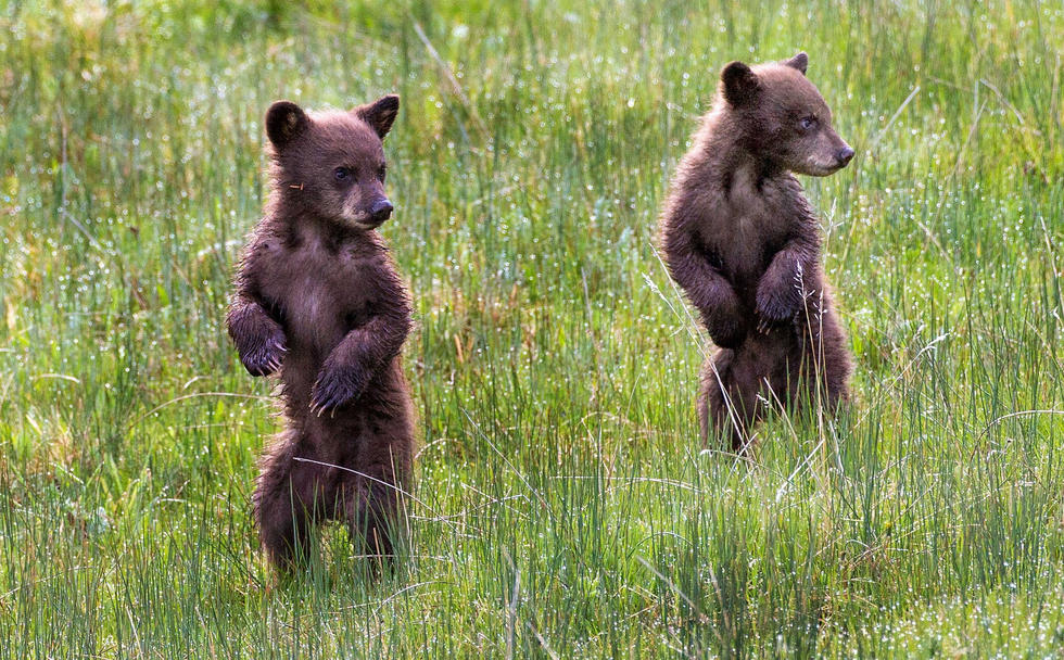 當(dāng)看到這些可愛(ài)的小熊照片時(shí),你的心一定被它們的模樣給萌化了吧! 當(dāng)看到這些可愛(ài)的小熊照片時(shí),你的心一定被它們的模樣給萌化了吧!