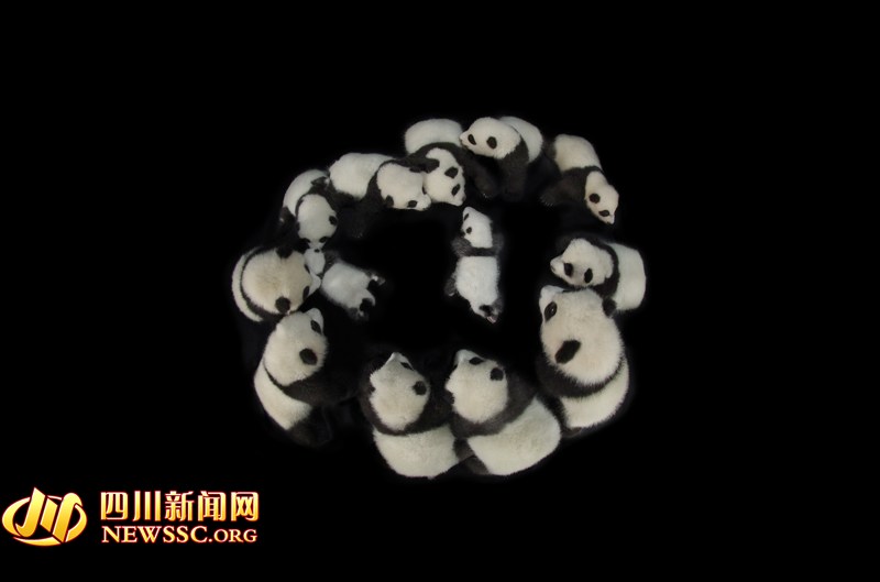 2015年成都新生熊貓幼仔集中亮相 2015年成都新生熊貓幼仔集中亮相