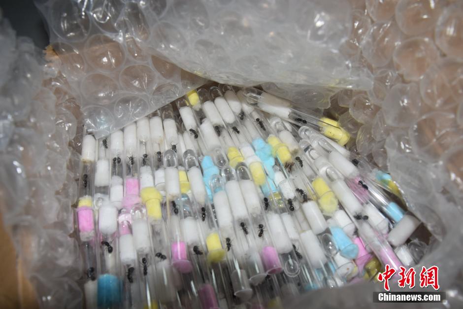四川海關截獲400只入境活體螞蟻 四川海關截獲400只入境活體螞蟻