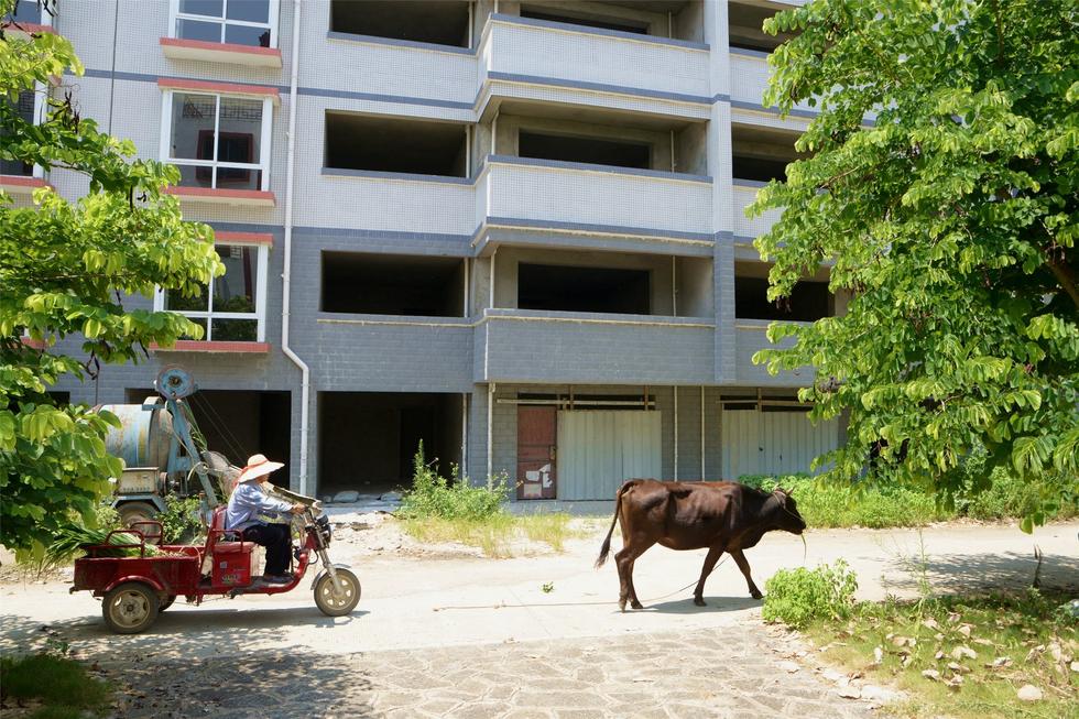 2016年7月26日,村民在廣西來賓市忻城縣隆達山水福城荒廢別墅間放牛。 2016年7月26日,村民在廣西來賓市忻城縣隆達山水福城荒廢別墅間放牛。