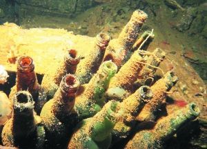 長滿水藻的日本清酒瓶。 長滿水藻的日本清酒瓶。