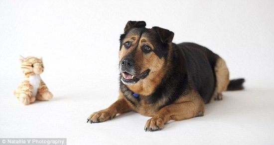 英國一只流浪狗因表情太過憂郁而無人領養