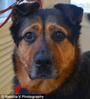 英國一只流浪狗因表情太過憂郁而無人領養