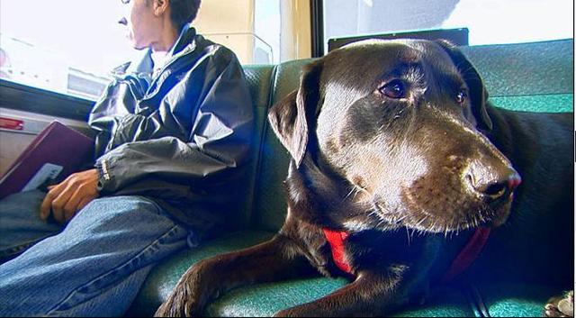 伊柯麗斯(Eclipse)搭乘公車。 伊柯麗斯(Eclipse)搭乘公車。