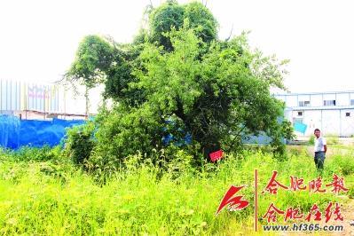 261歲古樹棠梨“搬家” 業內人士表示擔憂(圖) 261歲古樹棠梨“搬家” 業內人士表示擔憂(圖)