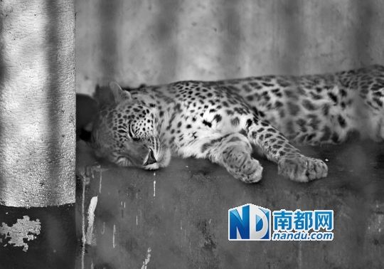 動物園給動物們喝涼茶吃冰西瓜避暑(圖) 動物園給動物們喝涼茶吃冰西瓜避暑(圖)