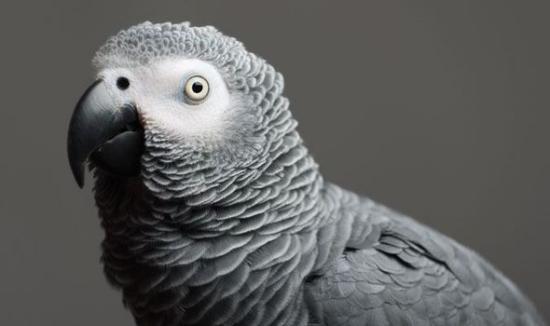 鸚鵡失蹤4年重回主人身邊不講英語(yǔ)改講西班牙語(yǔ) 鸚鵡失蹤4年重回主人身邊不講英語(yǔ)改講西班牙語(yǔ)