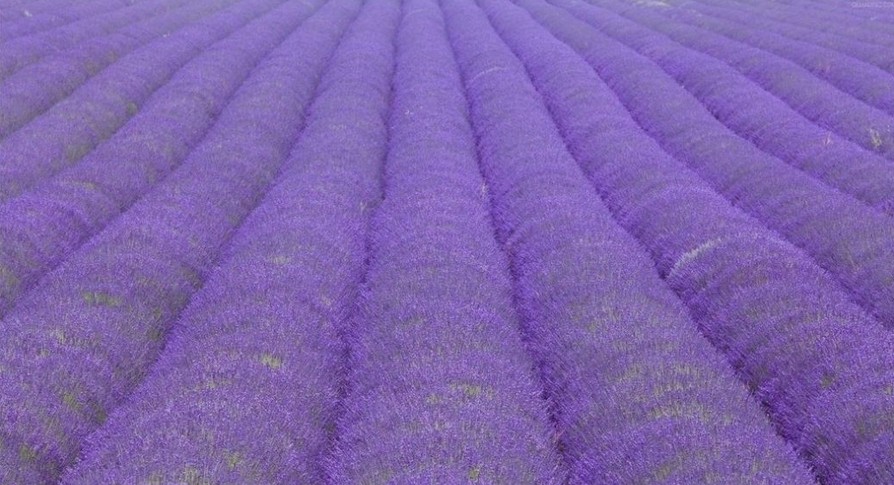 普蘭斯薰衣草莊園 普蘭斯薰衣草莊園
