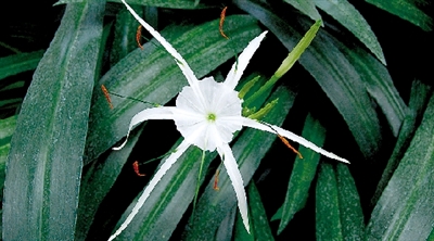 今天“芒種” 炎熱的夏天來了 今天“芒種” 炎熱的夏天來了