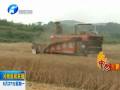 南陽南召：小型收割機(jī)加快山區(qū)麥?zhǔn)者M(jìn)度